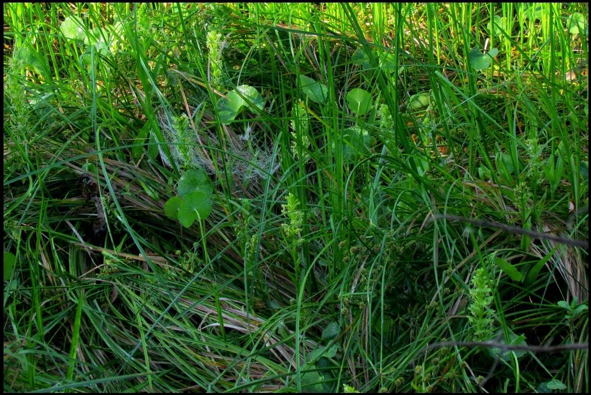 Слика од Habenaria repens var. repens