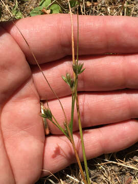 Imagem de Juncus bufonius L.