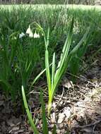 Image of Loddon lily