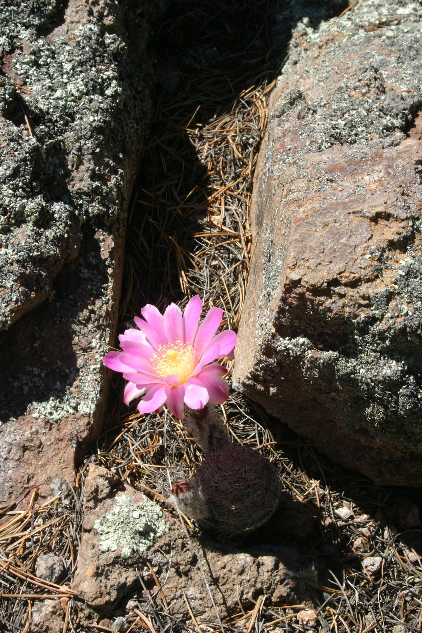 Echinocereus adustus subsp. adustus的圖片