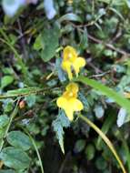 Image of Impatiens racemosa DC.