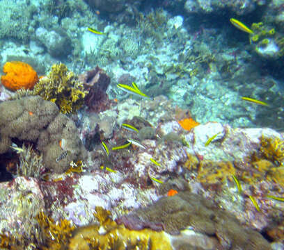 Image of Bluehead Wrasse