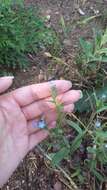 Image of Anchusa thessala Boiss. & Spruner