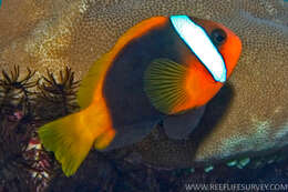 Plancia ëd Amphiprion melanopus Bleeker 1852