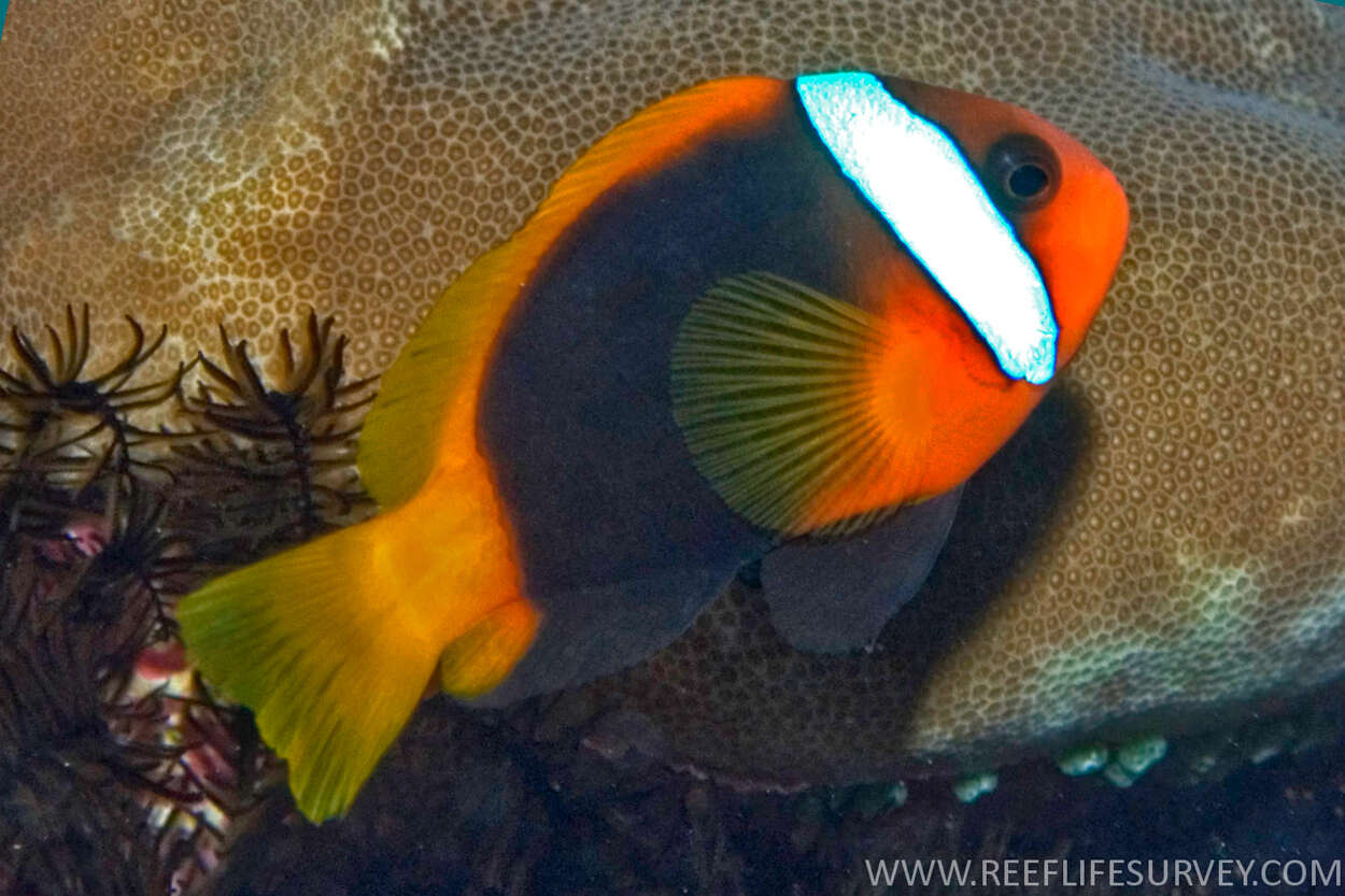 Image of Cinnamon clownfish