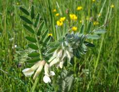 Imagem de Vicia pannonica Crantz