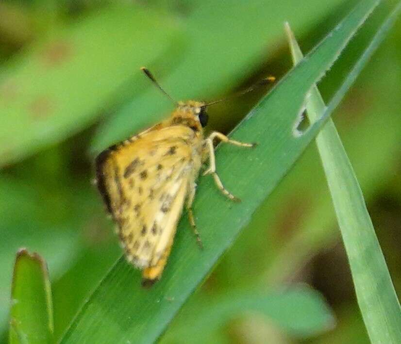 Image of Bush Hopper