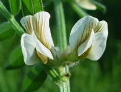 Imagem de Vicia pannonica Crantz