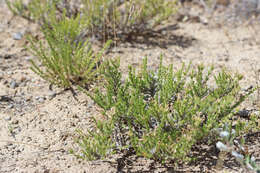 Image of Linanthus pungens subsp. pungens