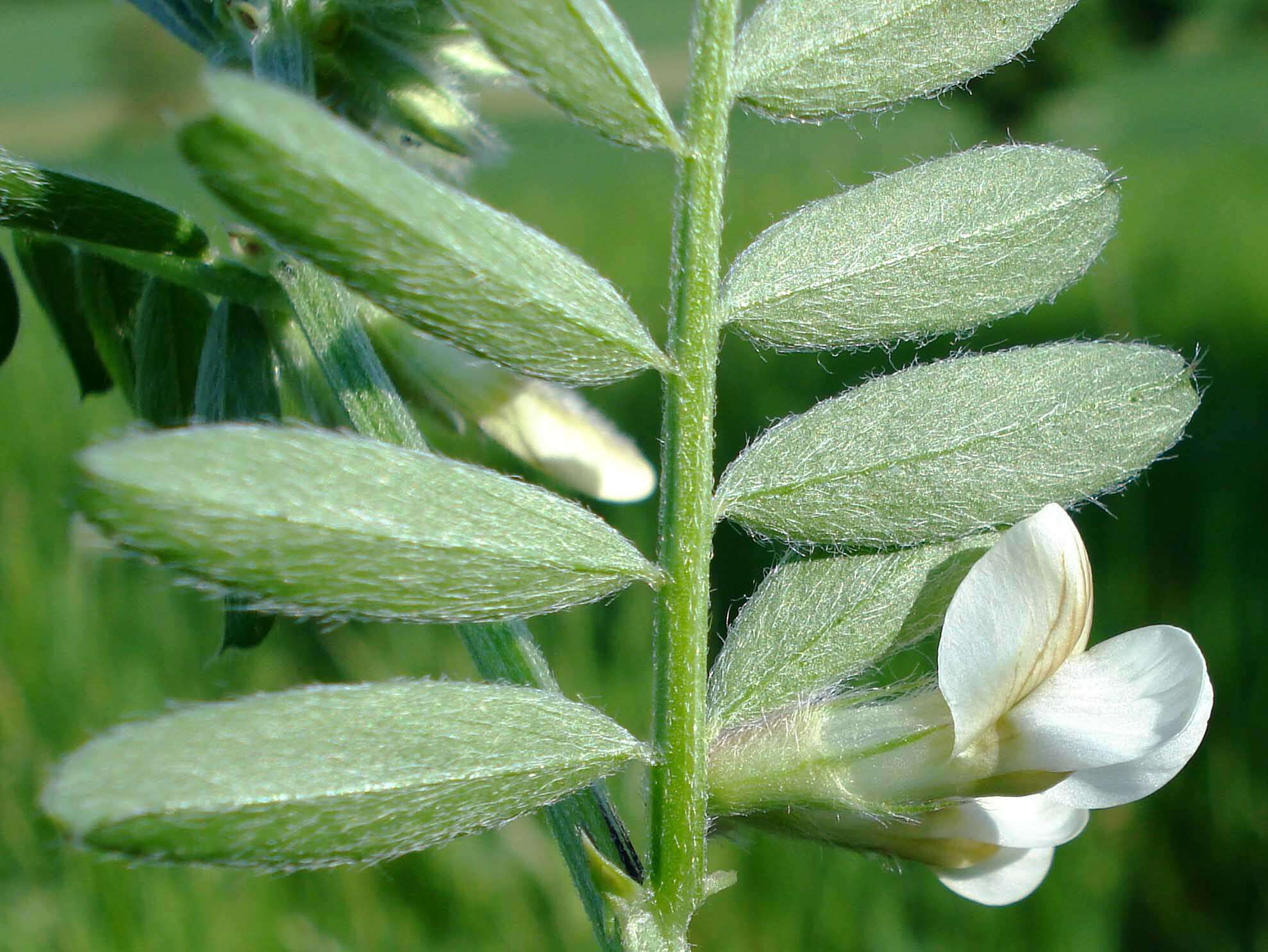 Imagem de Vicia pannonica Crantz