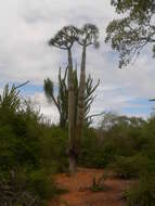 Image of Pachypodium lamerei Drake