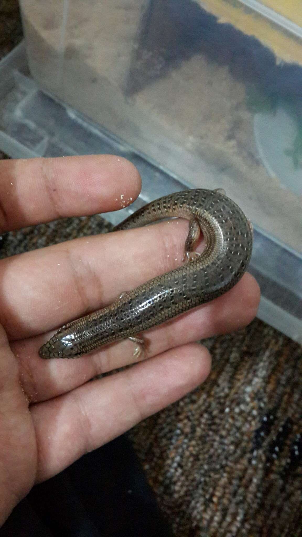 Image of Ocellated Bronze Skink