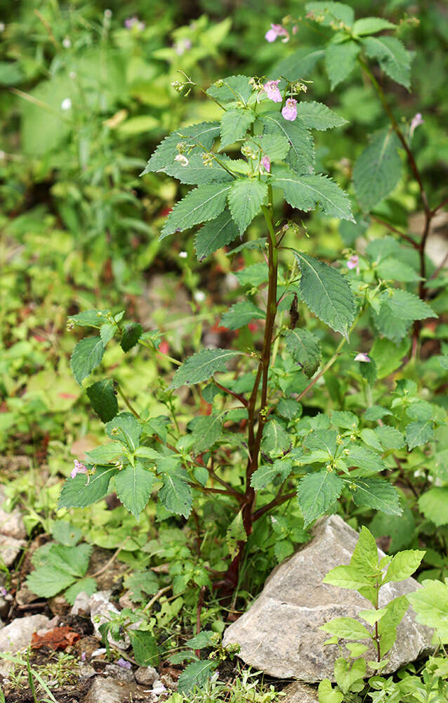 Image de Impatiens furcillata Hemsl. ex Forb. & Hemsl.