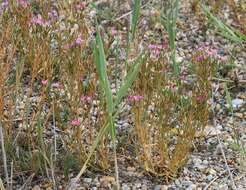 Image of Centaurium littorale subsp. compressum (Hayne) J. Kirschner