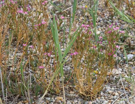 Image of Centaurium littorale subsp. compressum (Hayne) J. Kirschner