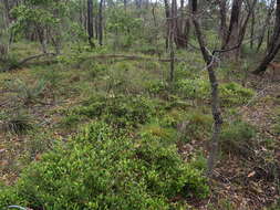 Image of Grevillea bedggoodiana J. H. Willis ex Mc Gill.