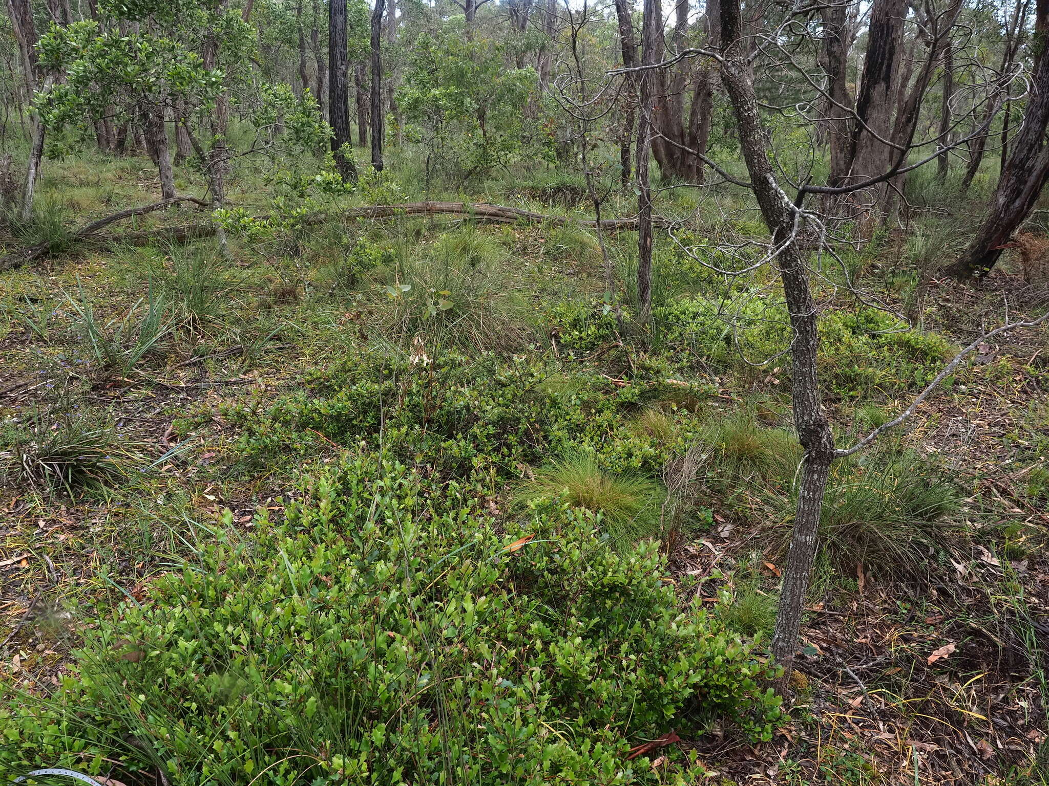 Image of Grevillea bedggoodiana J. H. Willis ex Mc Gill.