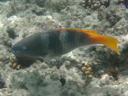 Image of Rusty Parrotfish