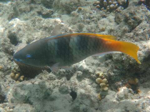 Image of Rusty Parrotfish