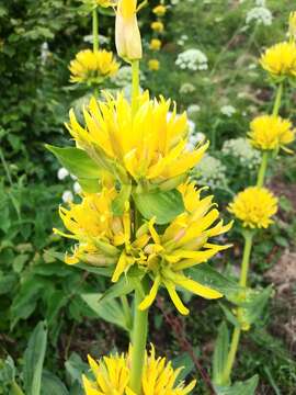 Image of Gentiana lutea subsp. symphyandra (Murb.) Hayek