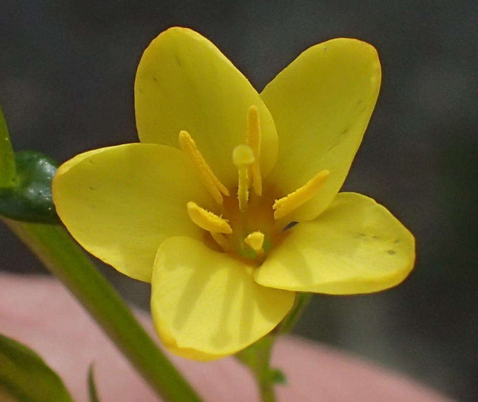 Image of Sebaea stricta (E. Mey.) Gilg