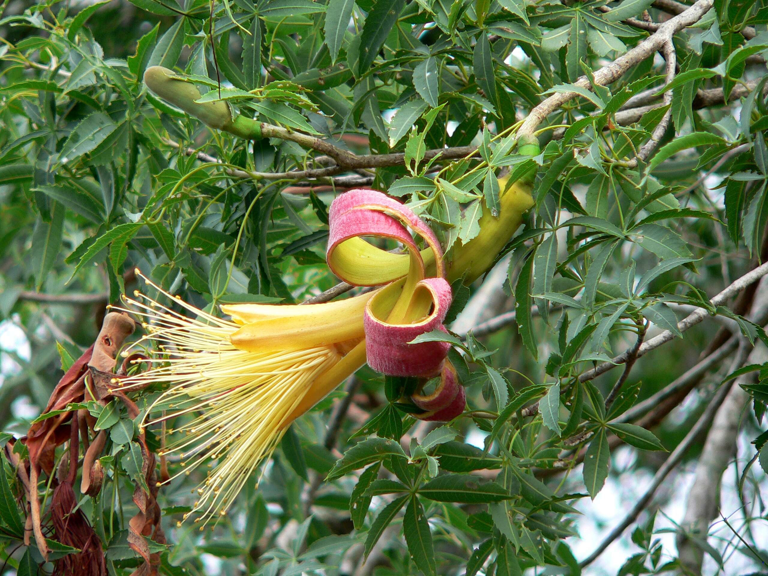 Image of Fony baobab