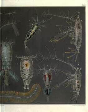 Image of copepods