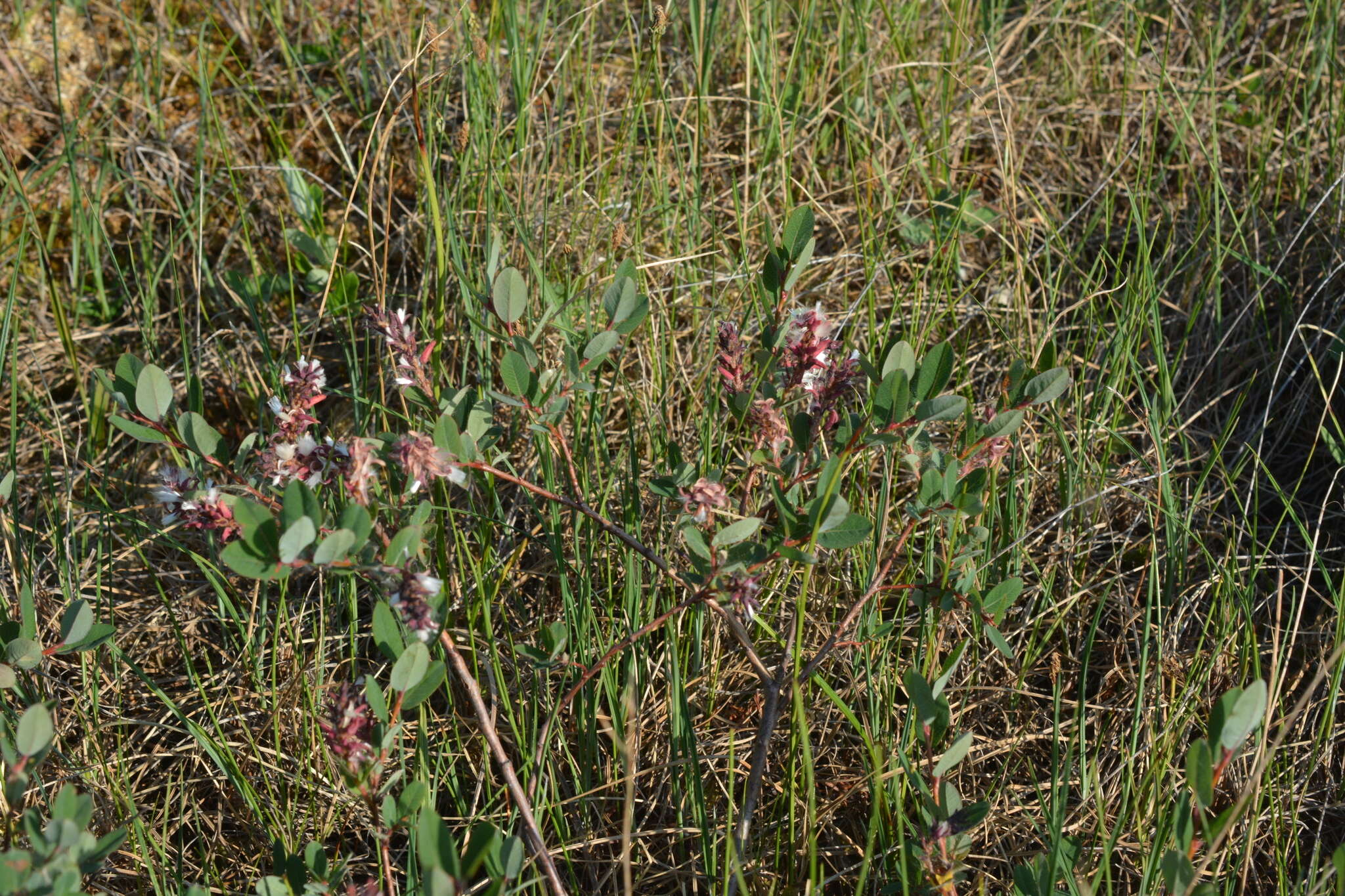 Image of Salix myrtilloides L.