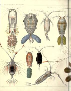 Image of copepods