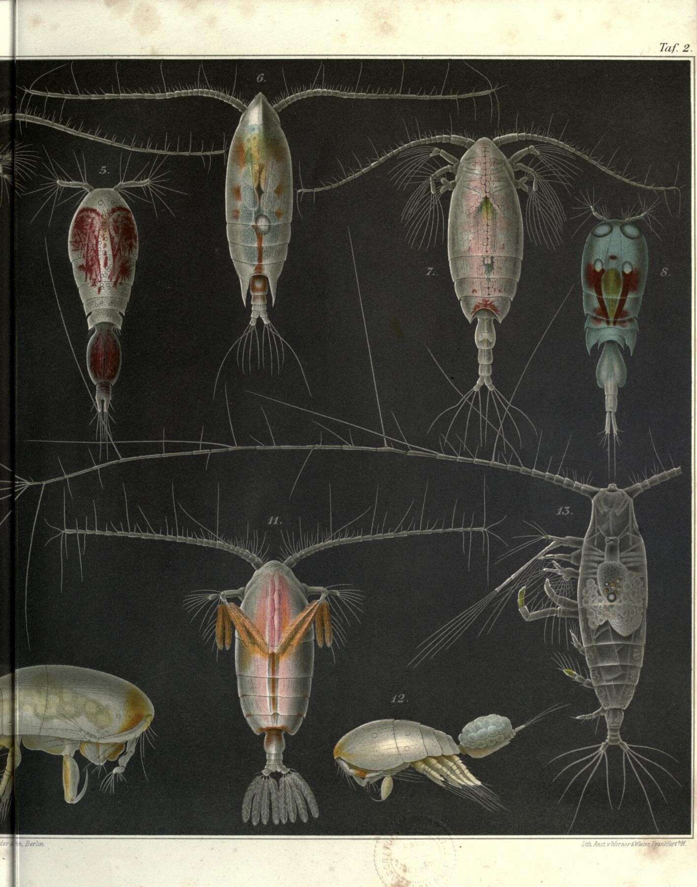 Image of copepods