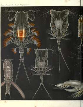 Image of copepods