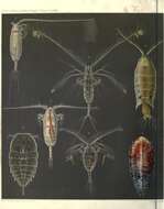 Слика од Copepoda Milne Edwards 1840