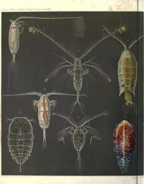 Image of copepods