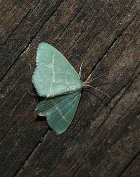 Image of small grass emerald