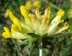 Слика од Anthyllis vulneraria L.