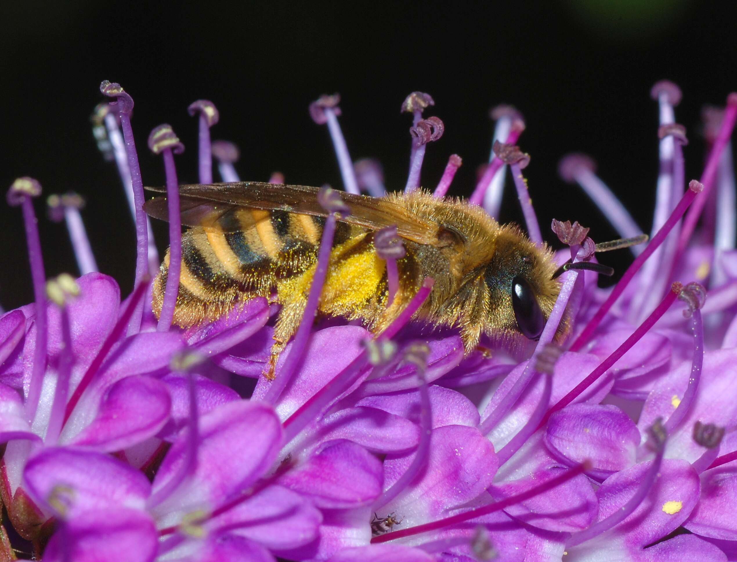 Image of Halictus Latreille 1804