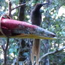 Image of Black Sicklebill