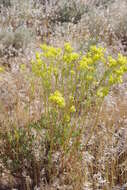 Image of sulphur-flower buckwheat