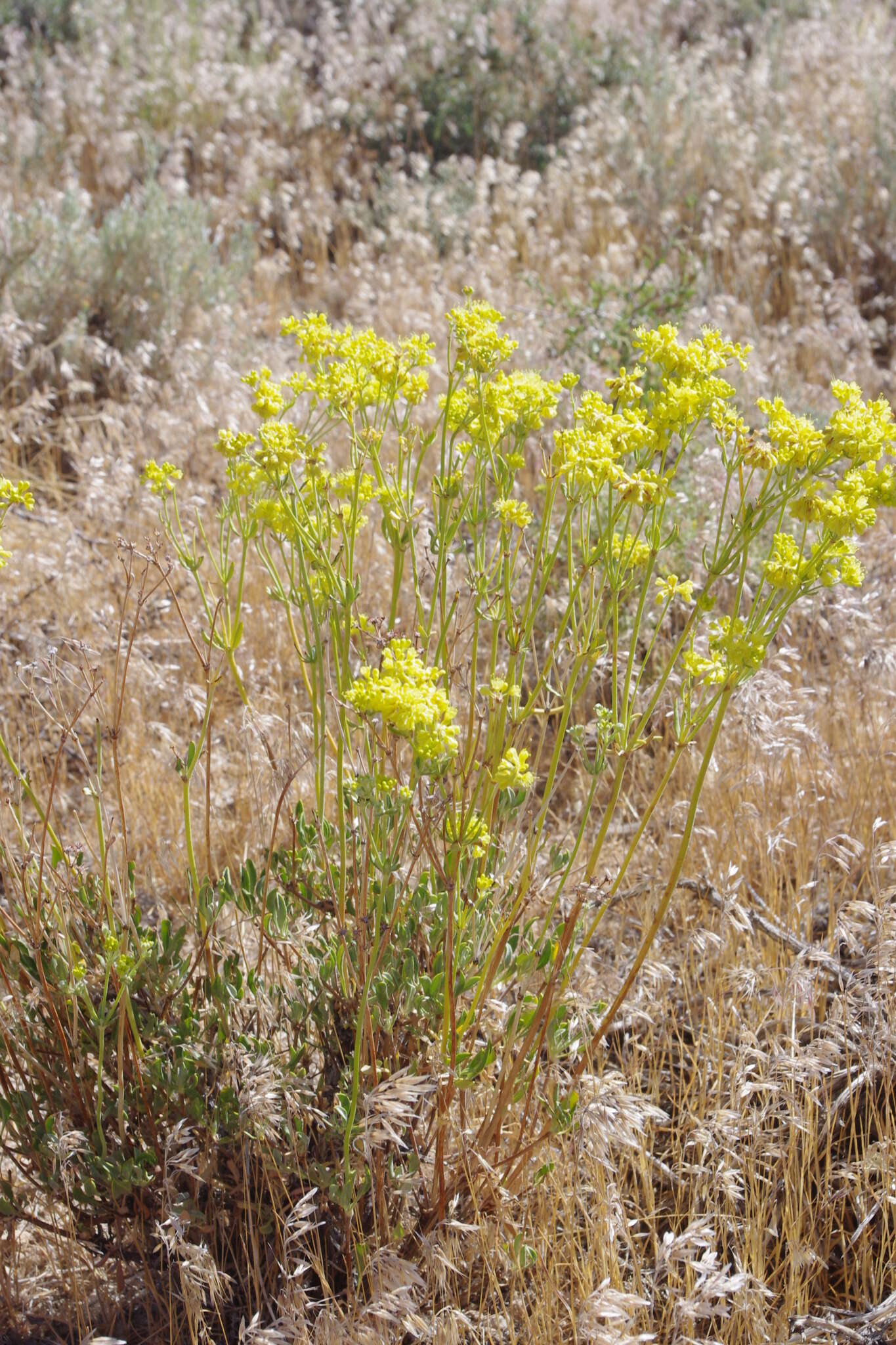 Image of sulphur-flower buckwheat