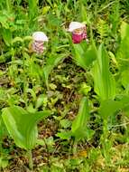 Image of Spotted lady's slipper