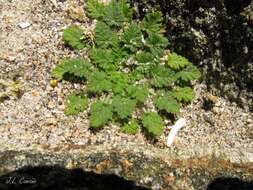 Image of Sea Stork's-bill