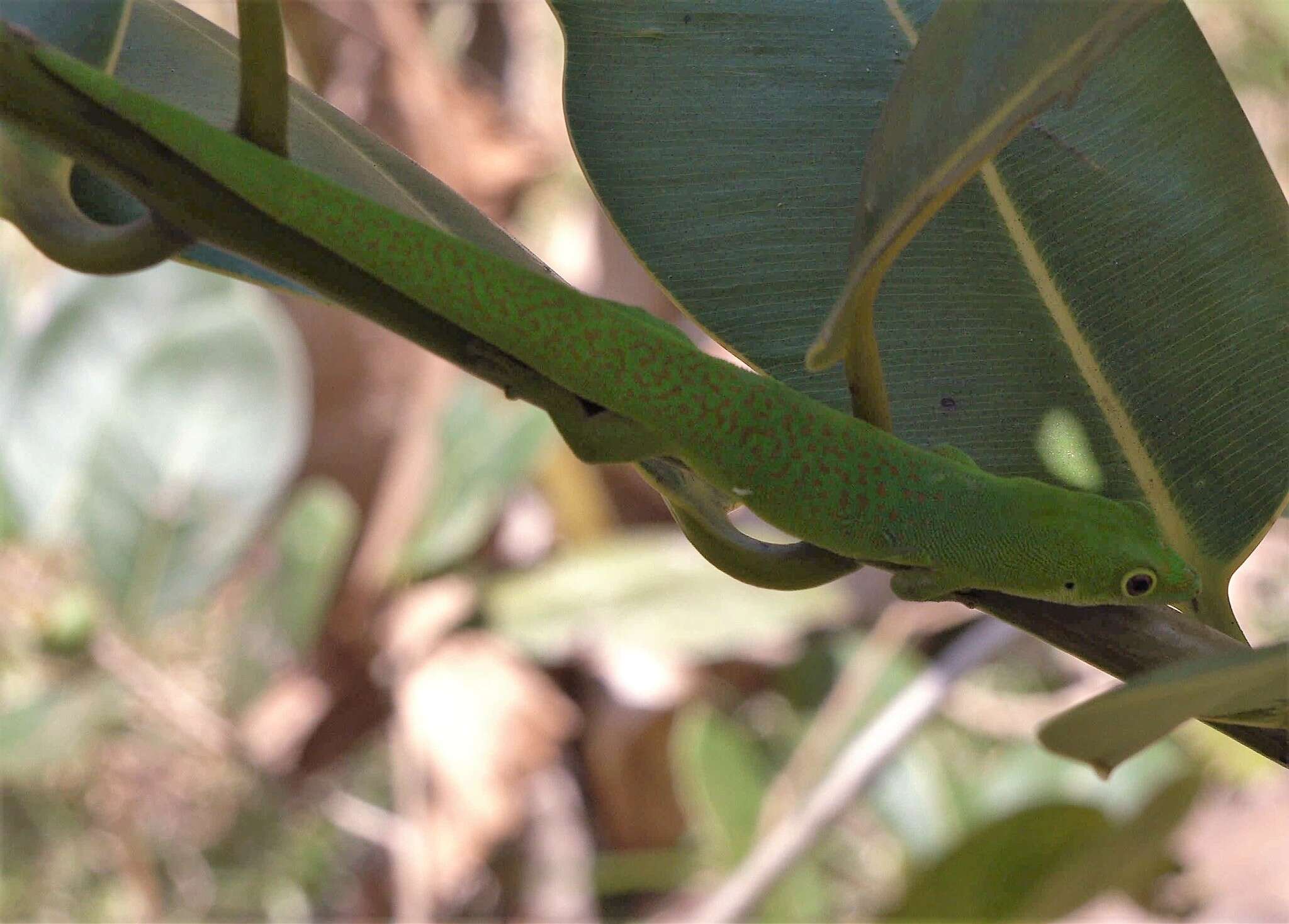 Imagem de Phelsuma v-nigra anjouanensis Meier 1986