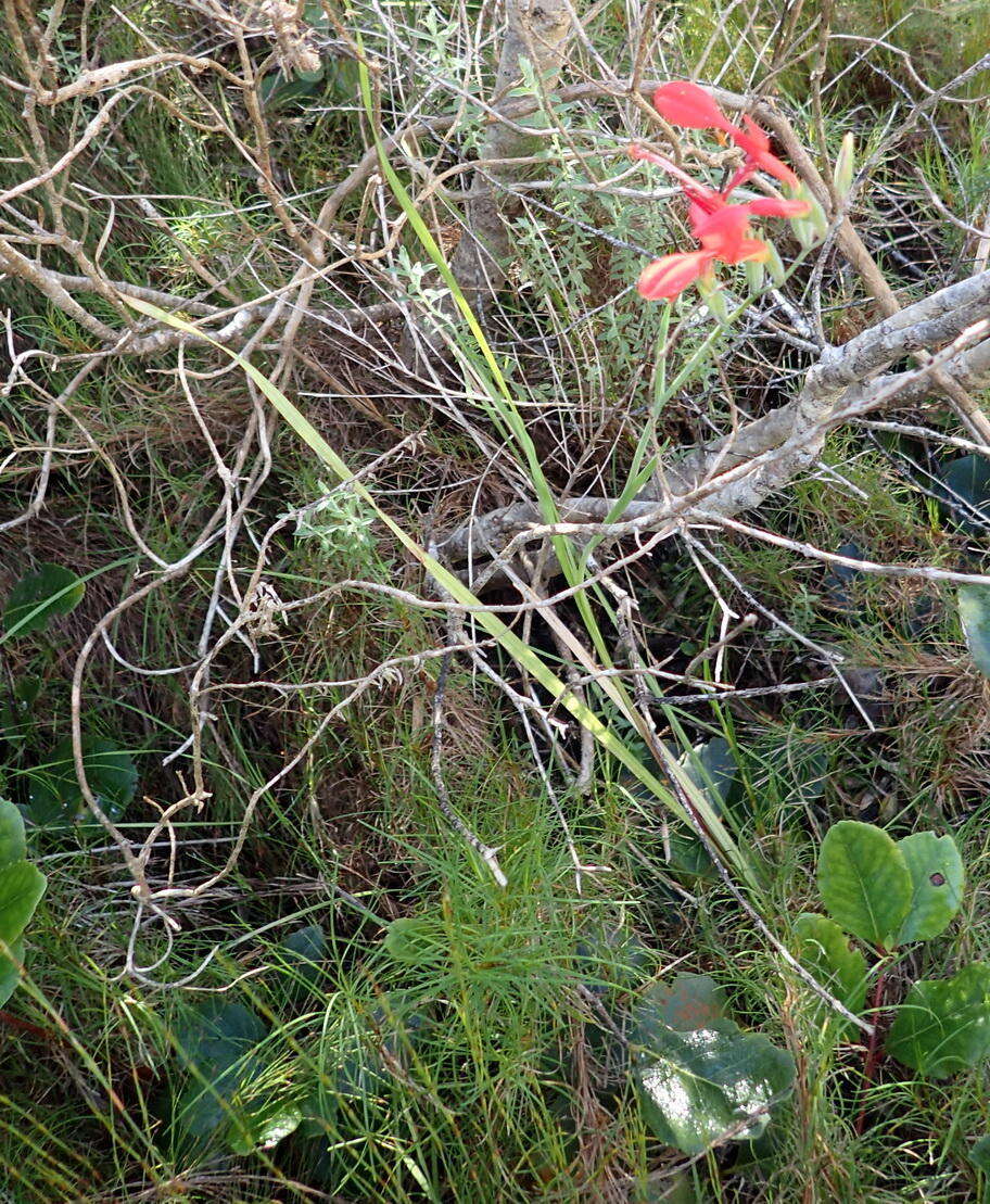 Plancia ëd Gladiolus cunonius (L.) Gaertn.