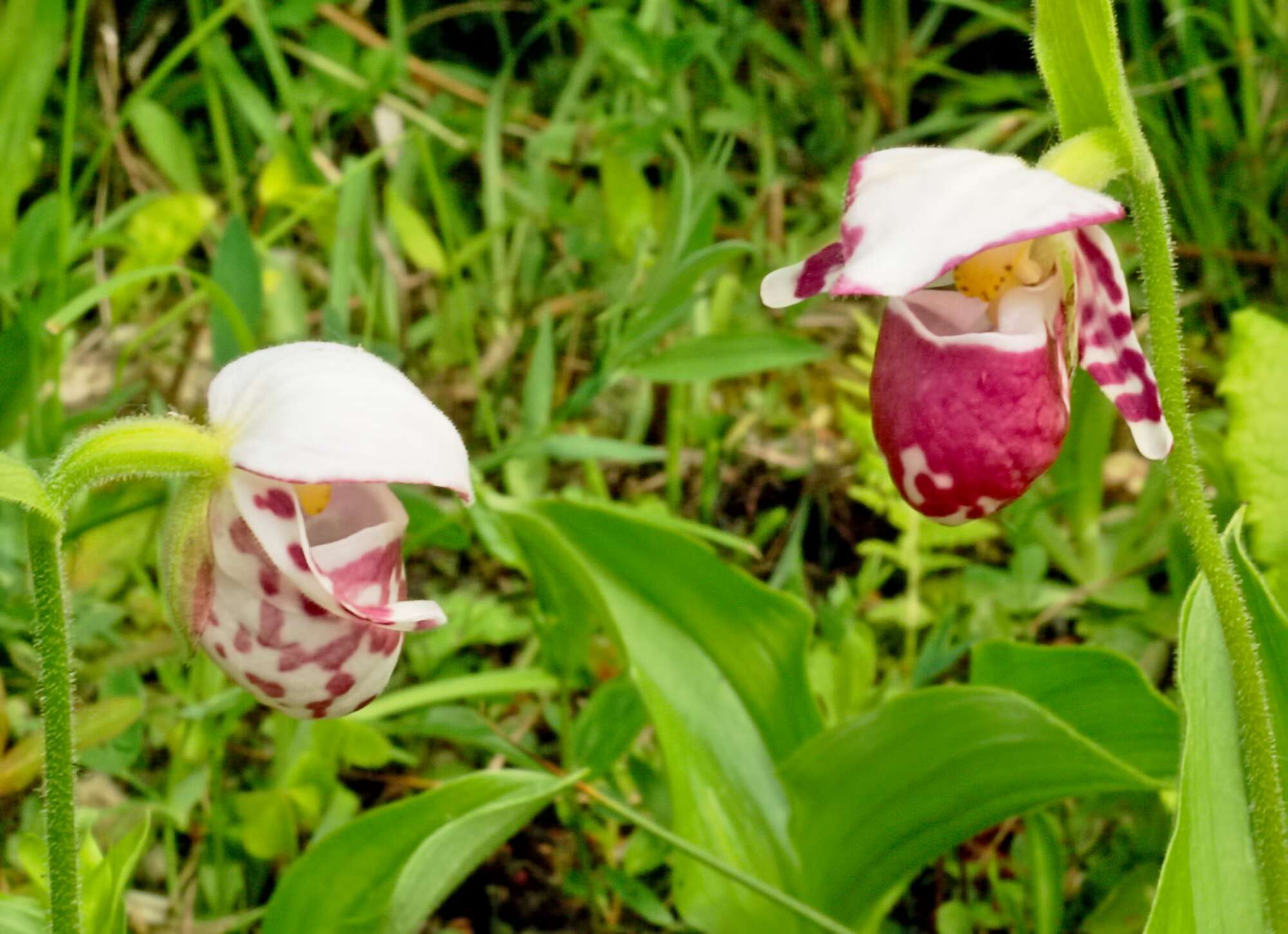 Image of Spotted lady's slipper