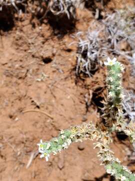 Imagem de Oreocarya suffruticosa (Torr.) Greene