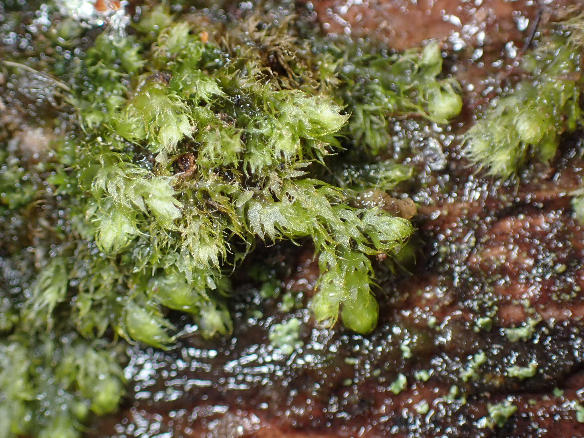 Image de Ptilidium californicum (Austin) Underw. & O. F. Cook