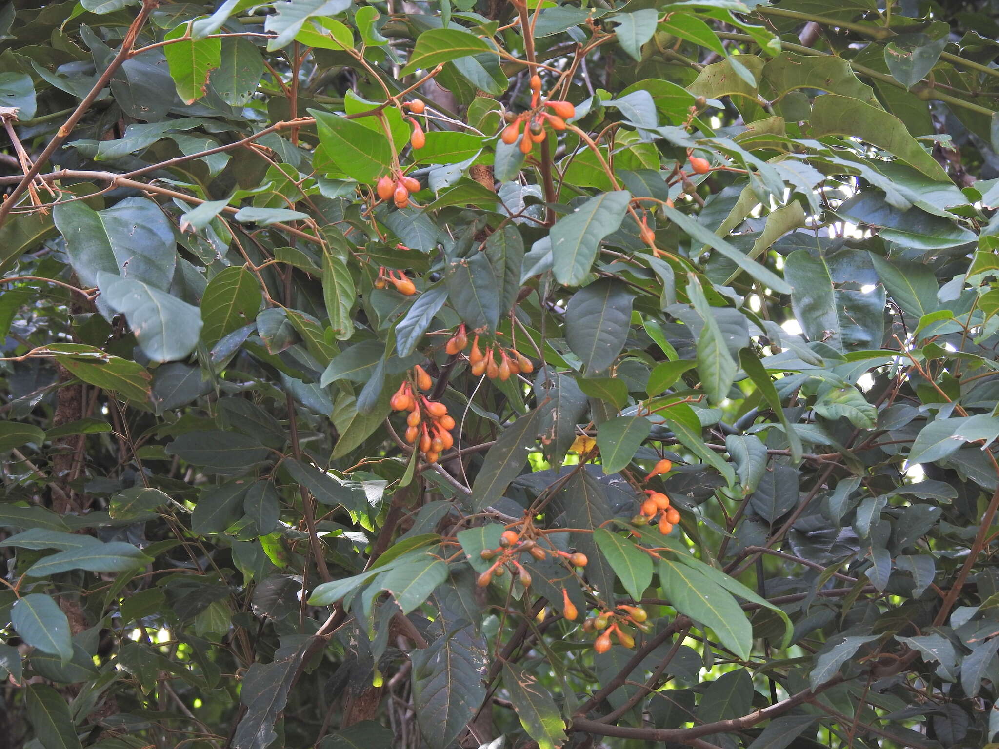Image de Mischocarpus exangulatus (F. Müll.) Radlk.