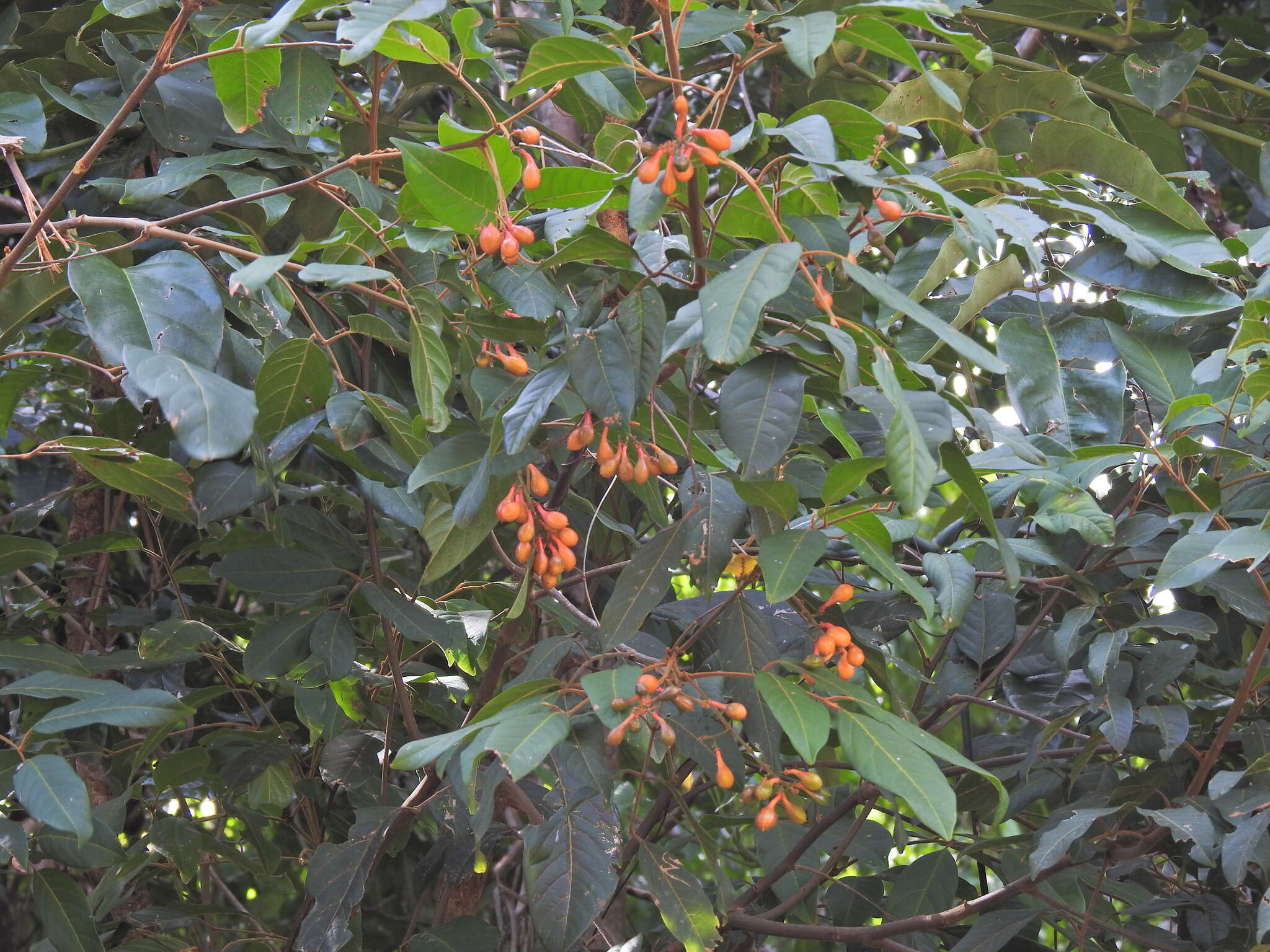 Слика од Mischocarpus exangulatus (F. Müll.) Radlk.