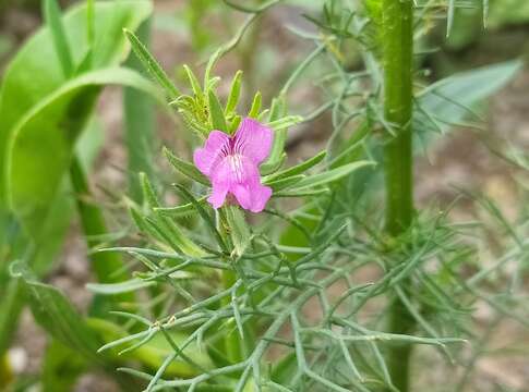 Слика од Misopates orontium subsp. orontium