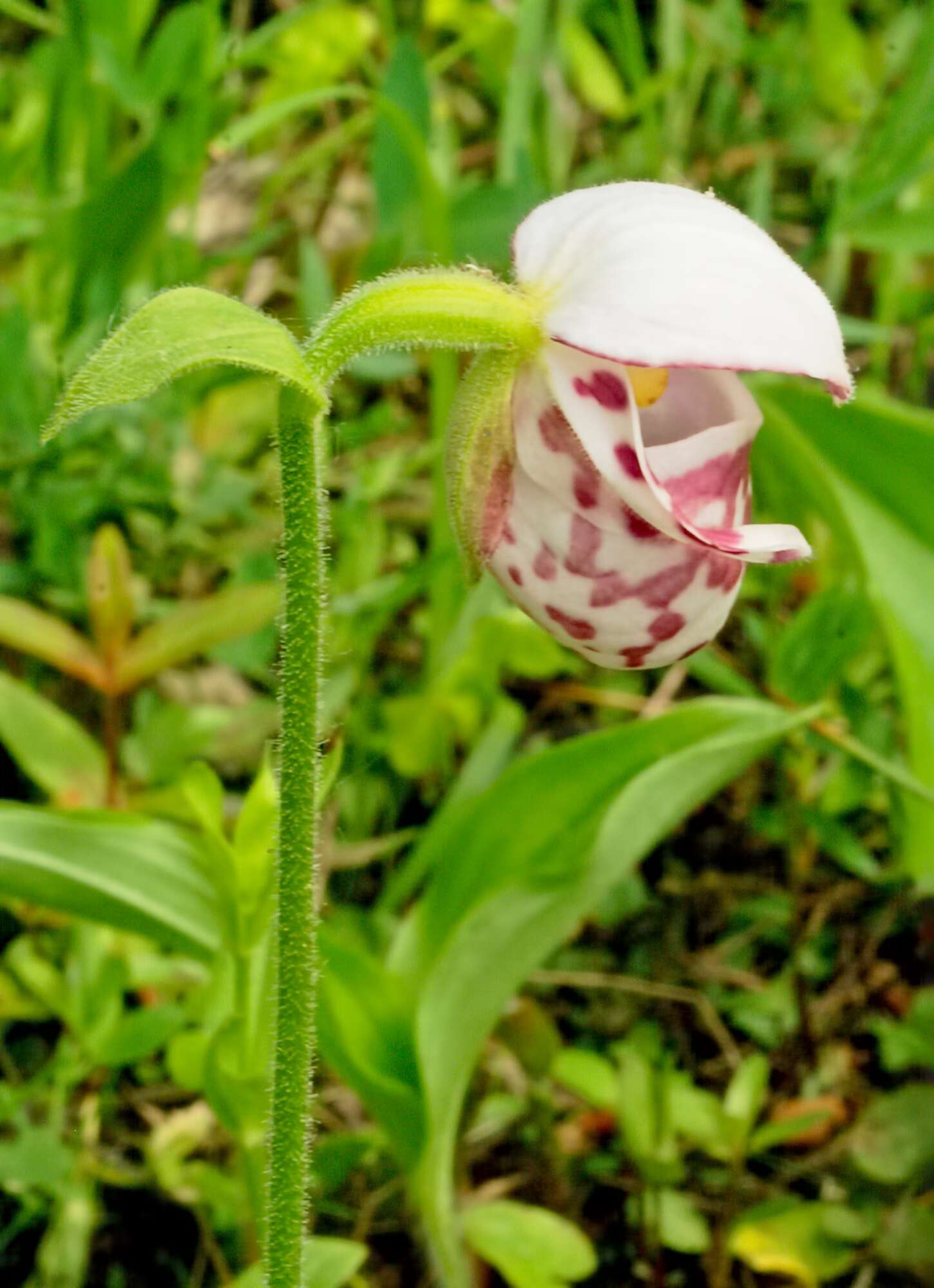 Image of Spotted lady's slipper
